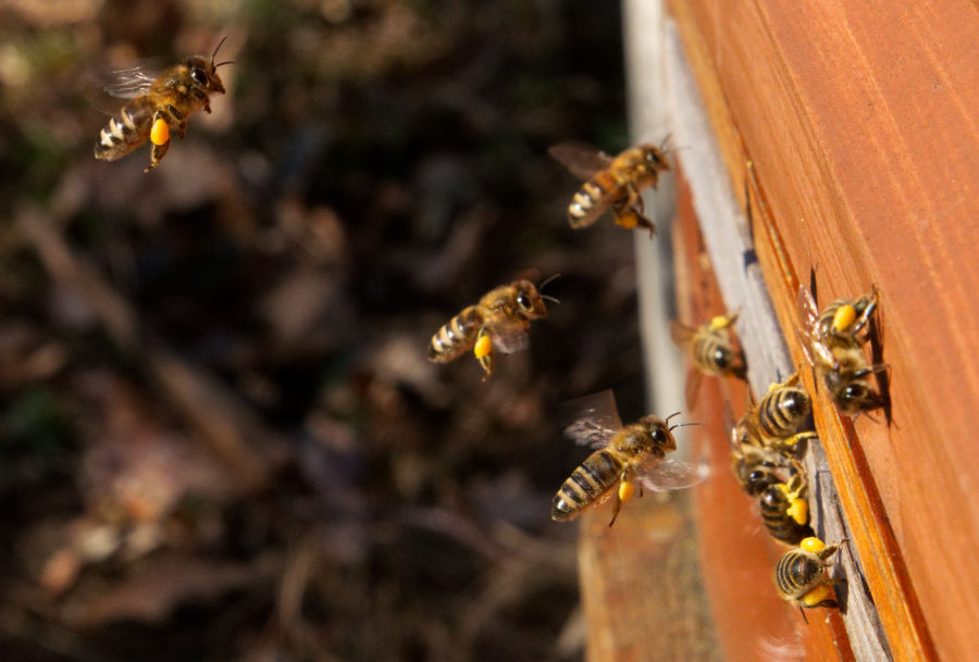 Bienen im Landeanflug