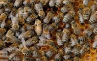 Behandelte Bienen 