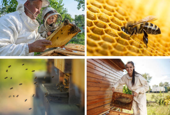 Imkern für die Umwelt, Bienen und Jung und Alt